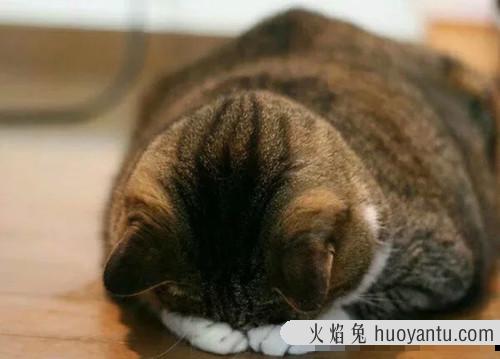 猫吃喝正常就是打喷嚏(猫吃喝正常就是打喷嚏用什么药)