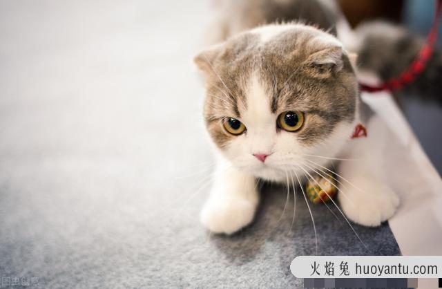 猫绦虫用什么药驱虫最好(猫咪驱绦虫用什么药)