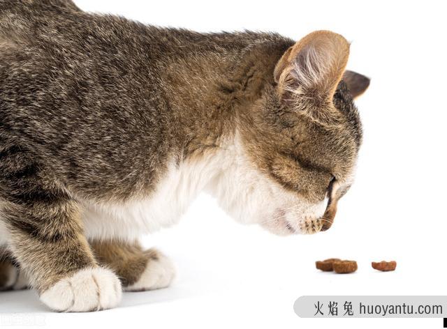 猫绦虫用什么药驱虫最好(猫咪驱绦虫用什么药)