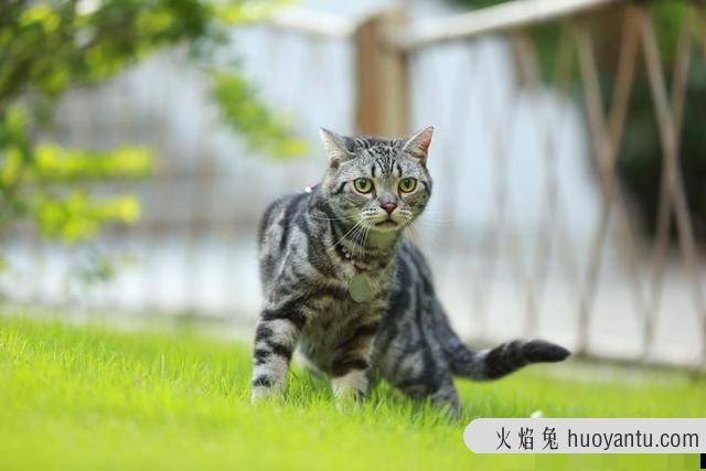 猫得猫传腹是什么原因(猫传腹是什么原因造成的)