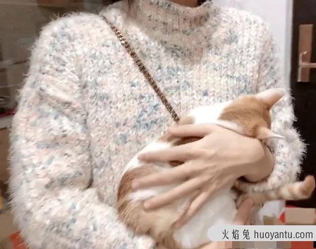 猫为什么会得猫传腹(什么情况猫会得猫传腹)