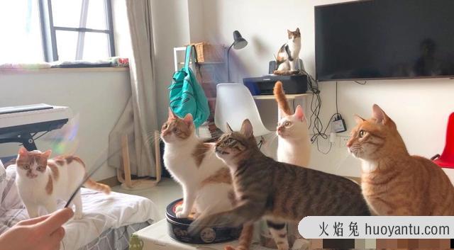 猫为什么会得猫传腹(什么情况猫会得猫传腹)