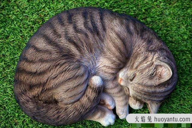 猫咪肾衰竭能治好吗(猫咪肾衰竭治疗方法)