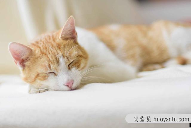 猫咪肾衰竭能治好吗(猫咪肾衰竭治疗方法)