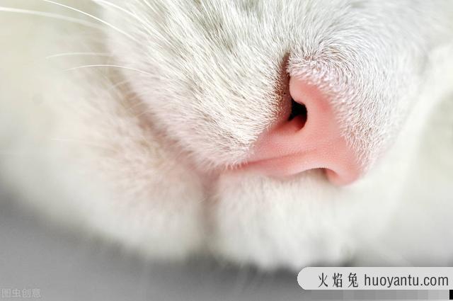 猫疱疹病毒是猫鼻支吗(猫疱疹病毒和猫鼻支的区别)