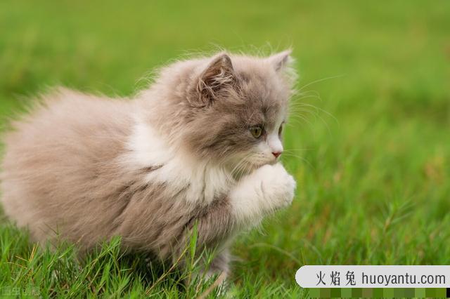 猫疱疹病毒是猫鼻支吗(猫疱疹病毒和猫鼻支的区别)