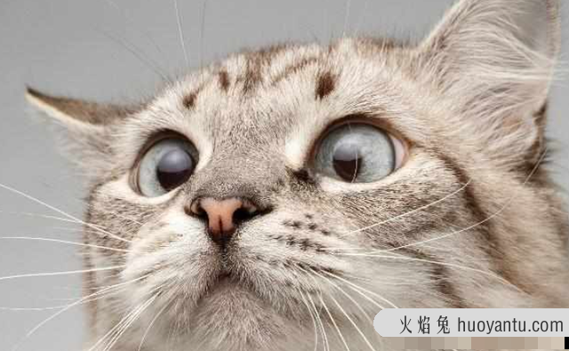 猫鼻子干怎么回事(猫鼻子干了是病了吗)