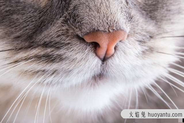 猫鼻子干怎么回事(猫鼻子干了是病了吗)