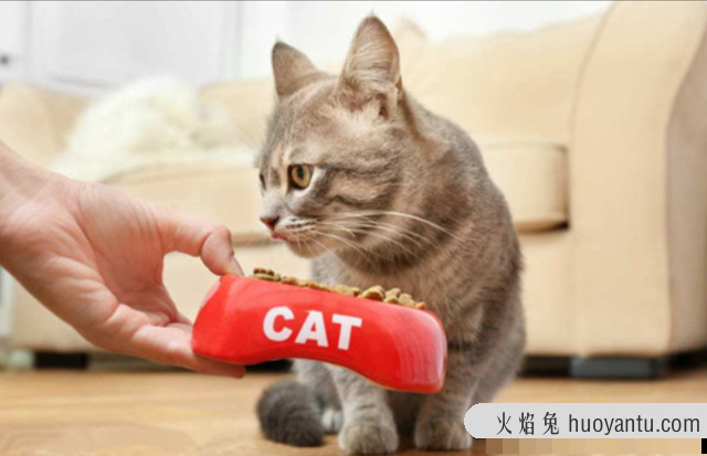 猫鼻子干怎么回事(猫鼻子干了是病了吗)