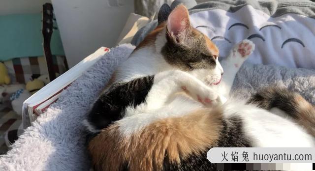 猫吐毛球是正常现象吗(猫吐球状毛球正常吗)