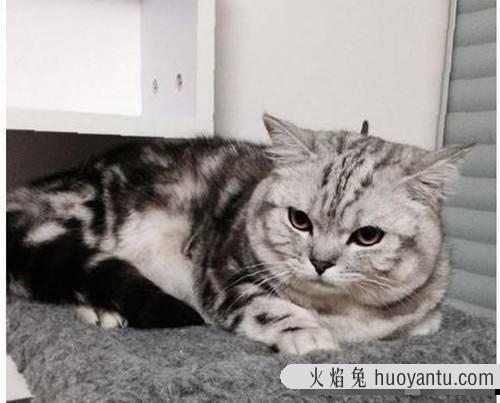 猫咪拉肚子还有点拉血怎么办(猫咪拉肚子拉血怎么回事)