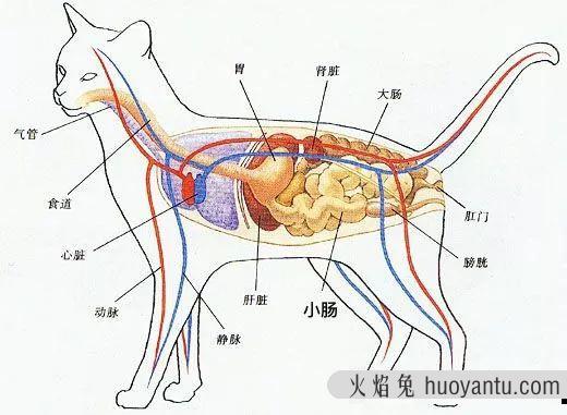 猫吐毛球是正常现象吗(猫吐球状毛球正常吗)