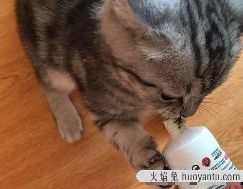 猫吐毛球是正常现象吗(猫吐球状毛球正常吗)