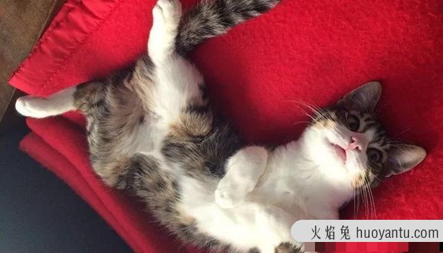 猫咪身上有跳蚤怎么办(猫咪身上有跳蚤会不会传染给人)