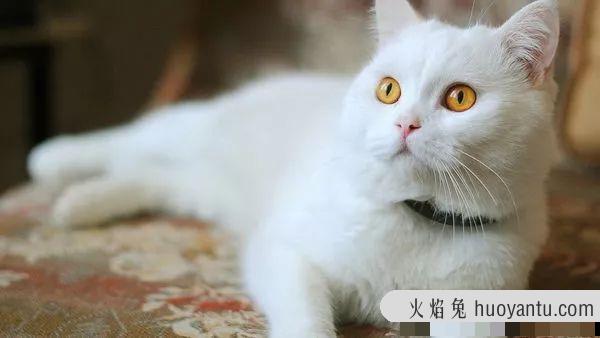 猫咪身上有跳蚤怎么办(猫咪身上有跳蚤会不会传染给人)