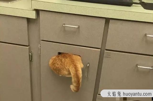 猫的应激反应是咋回事(猫应激反应是怎么回事)