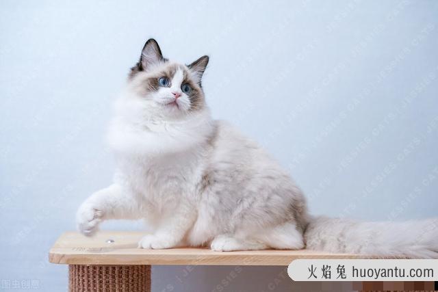 猫掉毛秃了一块怎么办(猫秃了一块毛怎么回事)