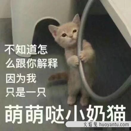 小猫多大可以洗澡(3个月才可以洗澡)