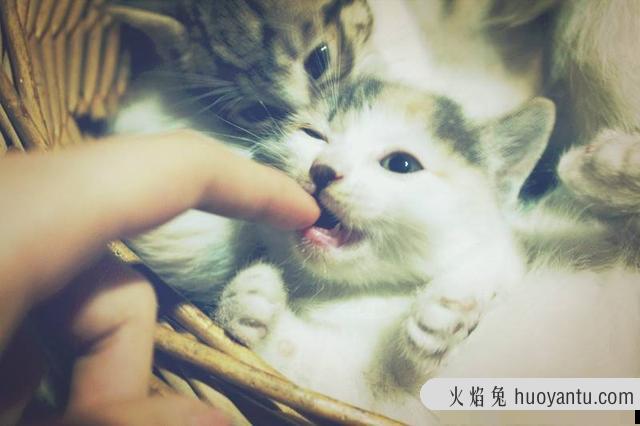 小猫多大可以洗澡(3个月才可以洗澡)