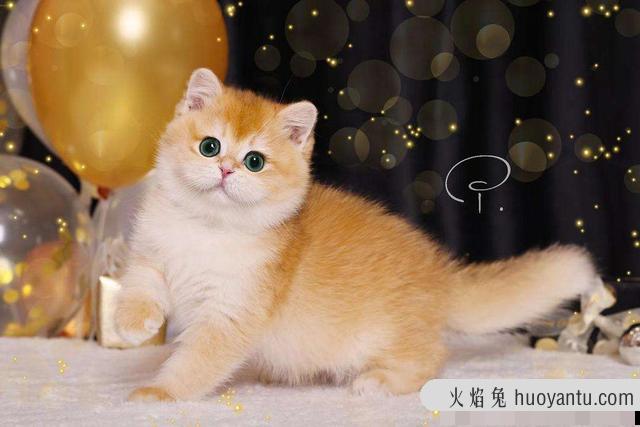 金渐层猫容易生病吗(金渐层猫难养吗)