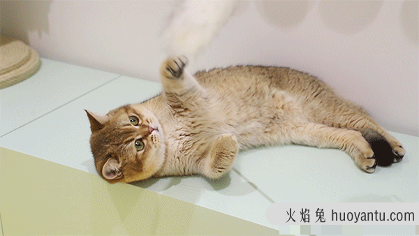 金渐层猫容易生病吗(金渐层猫难养吗)