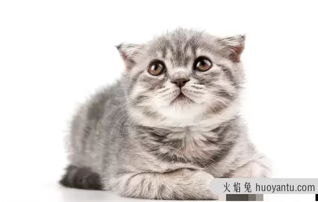 捡了一只刚出生的小猫怎么养(新捡的小猫怎么养)