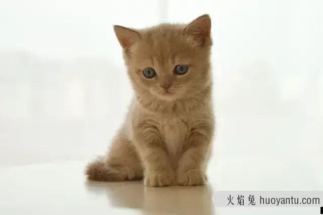 捡了一只刚出生的小猫怎么养(新捡的小猫怎么养)