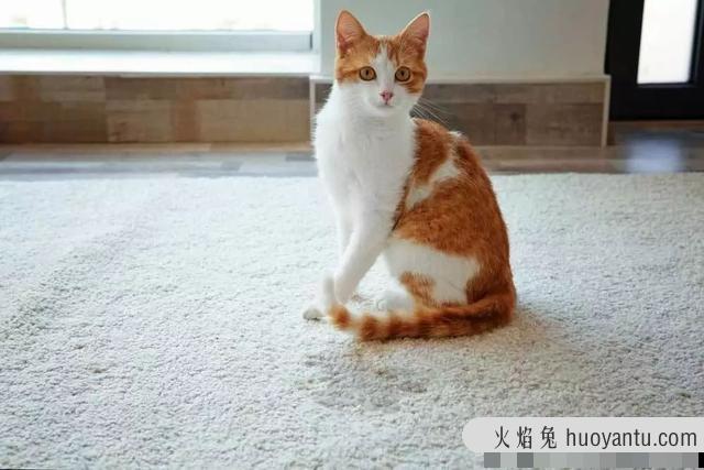 猫尿味怎么去除(房间里有猫尿味怎么去除)