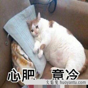 猫尿味怎么去除(房间里有猫尿味怎么去除)