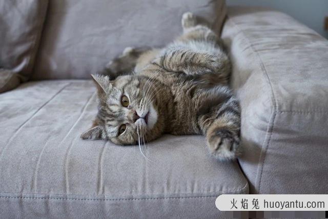 猫尿味怎么去除(房间里有猫尿味怎么去除)