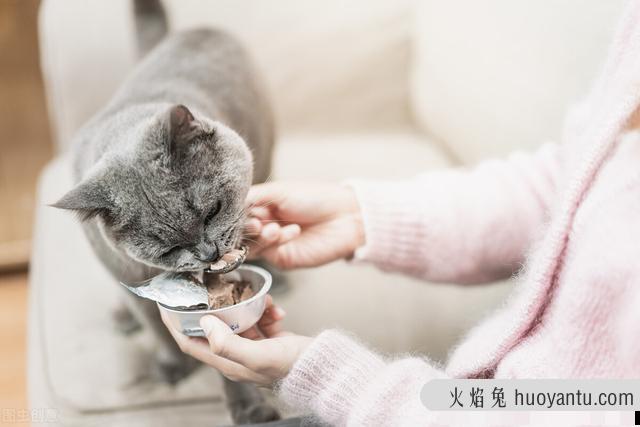 猫口炎用什么药比较好(猫口炎吃什么药好使)