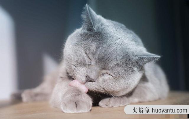 真菌猫藓怎么治疗(真菌猫藓治疗方法)