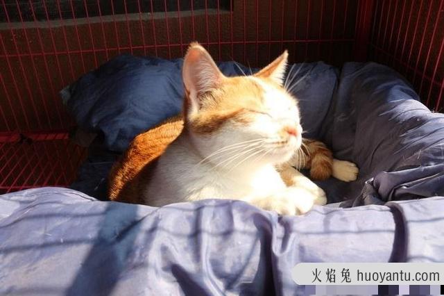 真菌猫藓怎么治疗(真菌猫藓治疗方法)