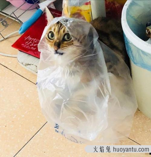 猫咪吐白色泡沫怎么办(猫咪吐白色泡沫是什么原因)