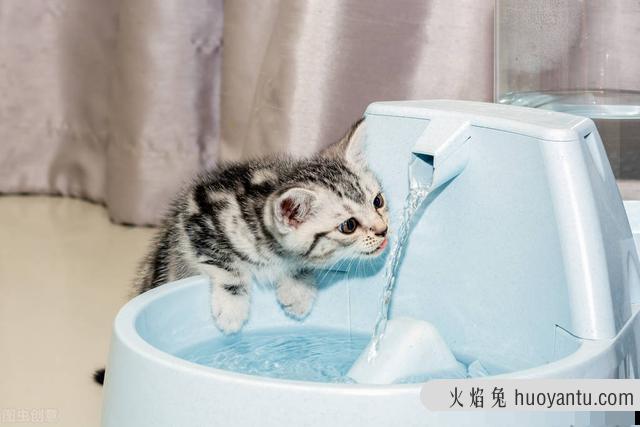 猫咪吐白色泡沫怎么办(猫咪吐白色泡沫是什么原因)