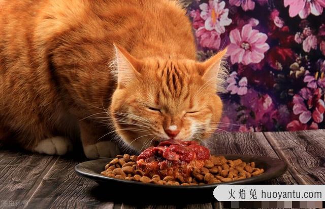 猫咪吐白色泡沫怎么办(猫咪吐白色泡沫是什么原因)