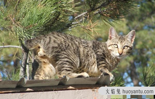 加州闪亮猫是豹猫吗(加州闪亮猫是哪里的猫)