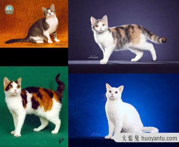 加州闪亮猫是豹猫吗(加州闪亮猫是哪里的猫)