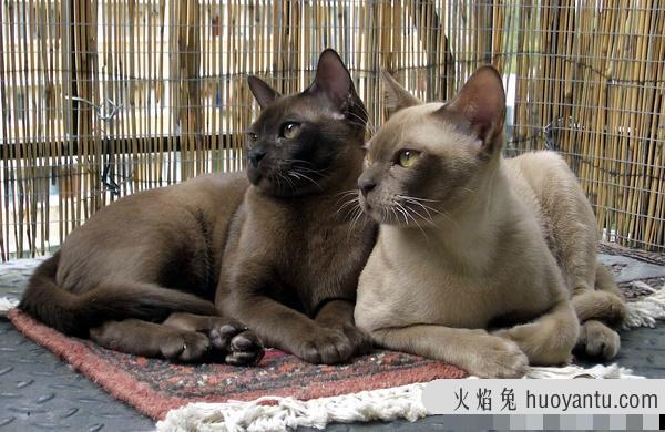 加州闪亮猫是豹猫吗(加州闪亮猫是哪里的猫)