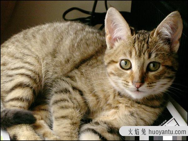 加州闪亮猫是豹猫吗(加州闪亮猫是哪里的猫)