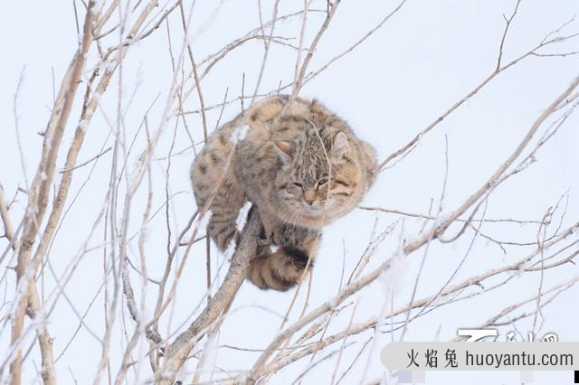 草原斑猫是几级保护动物(斑豹猫是不是保护动物)