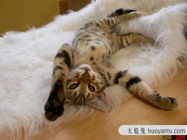 加州闪亮猫是豹猫吗(加州闪亮猫是哪里的猫)