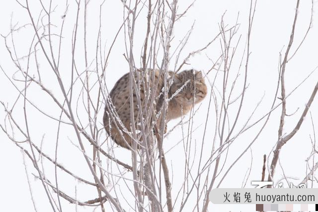 草原斑猫是几级保护动物(斑豹猫是不是保护动物)