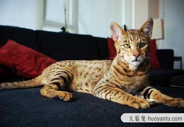 阿瑟拉猫中国可以养吗(中国让养阿什拉猫吗)