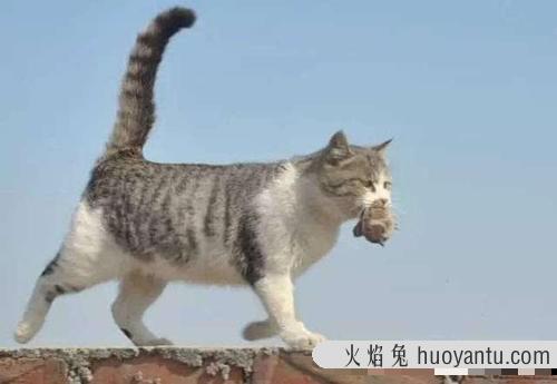 猫的反应速度有多快(猫的反应速度多少毫秒)