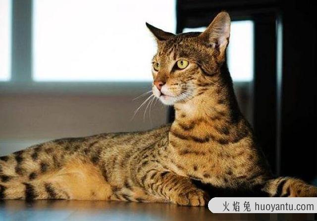 阿瑟拉猫中国可以养吗(中国让养阿什拉猫吗)