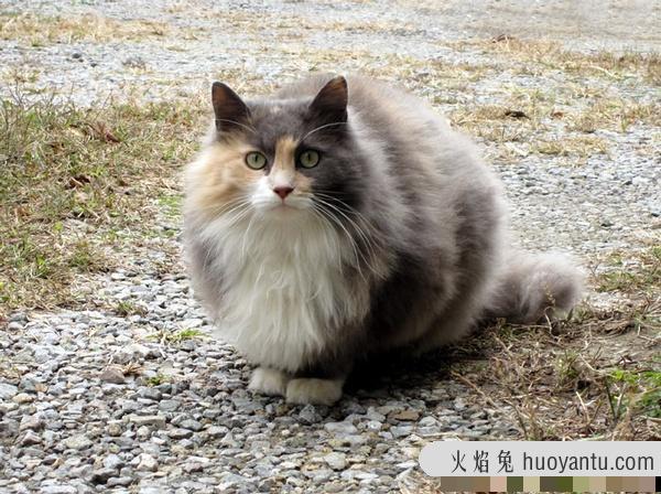 加州闪亮猫是豹猫吗(加州闪亮猫是哪里的猫)