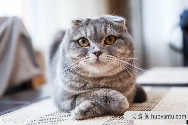 矮脚猫寿命一般多少年(矮脚猫的寿命有多长)