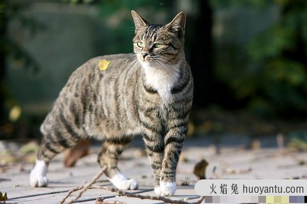 加州闪亮猫是豹猫吗(加州闪亮猫是哪里的猫)