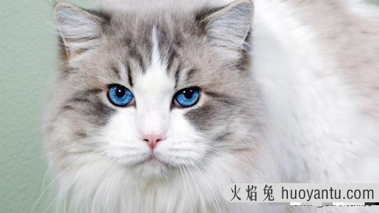 猫的反应速度有多快(猫的反应速度多少毫秒)